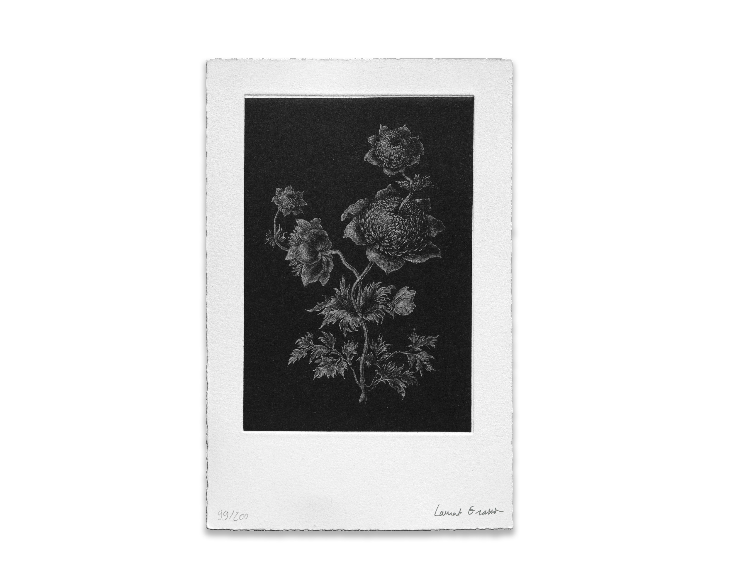 Futur Herborium, Laurent Grasso